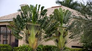 How To Identify The Traveler S Palm From The White Bird Of Paradise On Vimeo