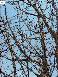 Image result for Zanthoxylum chalybeum