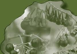 Image result for Solanum grossidentatum