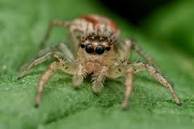 Image result for Disperis sp. nov. aff. macowanii