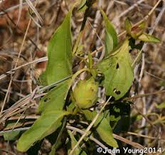 Image result for Barleria crossandriformis