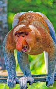 Proboscis Monkey Cok Sirin Hayvanlar Hayvan Bebekler Ve Hayvan Resimleri