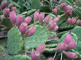 Image result for Opuntia
