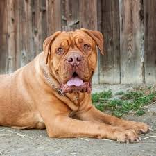 A typical brachycephalic molossoid type breed, the bordeaux is a very powerful dog. Dogue De Bordeaux Breeds Dogzone Com