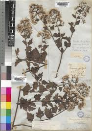 Image result for Distephanus divaricatus