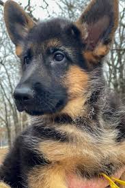 This review was posted by a verified customer. German Shepherd Puppy German Shepherd Puppies American German Shepherd German Shepherd