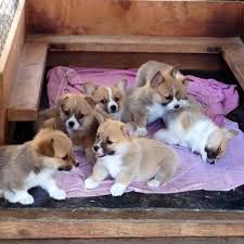 Our desire in breeding these beautiful puppies started when i had many people approach me asking where they could get one of my beautiful babies. Pembroke Welsh Corgi Puppies For Sale Home Facebook