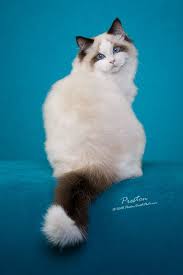 Ragdoll Island Lincoln Omaha Nebraska Ragdoll Kittens Available Ragdoll Kitten Ragdoll Cat Cats