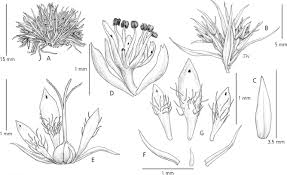 Image result for Eriocaulon transvaalicum