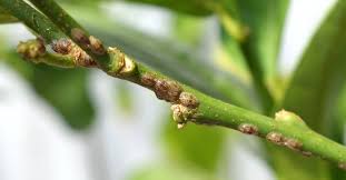 Image result for puklice švestková obrázek