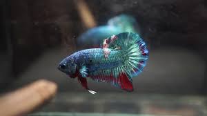 2,133 likes · 119 talking about this. Fancy Blue Green Turquoise Red Halfmoon Plakat Hmpk Male Betta Fish Youtube