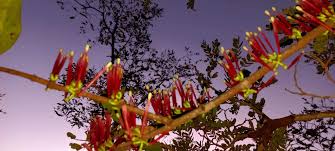 Image result for Agelanthus fuellebornii