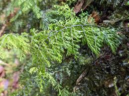 Image result for Hymenophyllaceae