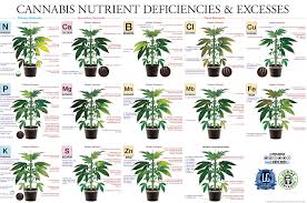 cannabis plant nutrient deficiencies excesses