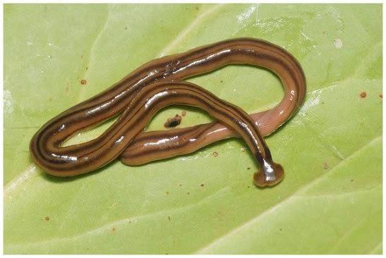 Toxic hammerhead worms; expert provides advice for dealing with the  invasive species at home | Virginia Tech News | Virginia Tech