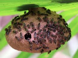 See en.wikipedia.org/wiki/bullet_ant for more information on the bullet ant is called hormiga veinticuatro or 24 (hour) ant by the locals, referring to the 24. How Much Does A Bullet Ant Sting Hurt The Most Painful Stings