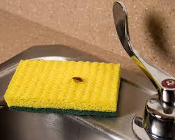 german cockroach on sponge by sink