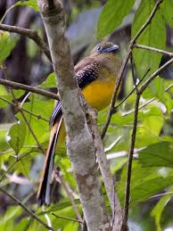 Image result for Tragia rupestris