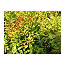 Image result for Pieris japonský obrázek