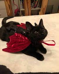 35 Dream Pet Bois Ideas In 2021 Cute Animals Cute Cats Crazy Cats