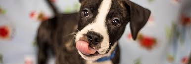 Adopters must arrive prepared with a valid photo identification and a form of payment in either cash, credit/debit card or check. Adoption Archives Page 5 Of 36 Animal Rescue League Of Boston