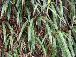 Image result for Oleandra distenta