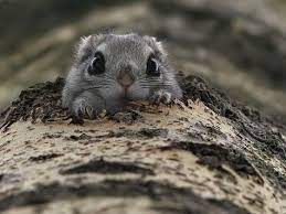 Hello Japanese Dwarf Flying Squirrel Animals Beautiful Animals Wild