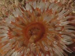 Dahlia Anemones Filmed In Time Lapse 20 Metres Deep Off The Coast Of West Scotland See How The Tentacles Touch The Rim Of T Sea Anemone Anemone Ocean Unit