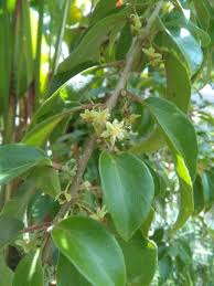 Image result for Dovyalis lucida