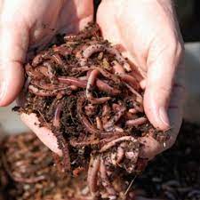 A garbage disposal sits in your kitchen. Garbage Disposal Compost Or Landfill Greenbuildingadvisor