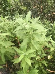 Image result for Blumea