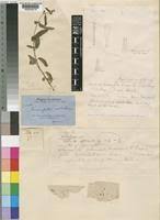 Image result for Triumfetta setulosa