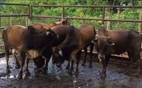 Ladang ternakan khinzir di kawasan orang islam. Pembekal Haiwan Ternakan Dan Pertanian Halaman Utama Facebook