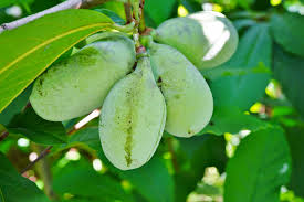 1050 e michigan ave, paw paw, mi 49079, usa address. Asimina Triloba Pawpaw