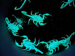 Desert Hairy Scorpions Under A Black Light Being A Former Animal Professional I Can Confirm That Yes They Indeed Do T Scorpion Glow In The Dark Animal Facts