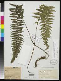 Image result for Amauropelta bergiana