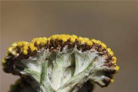 Image result for Helichrysum subglomeratum