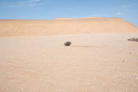 Image result for Arthraerua leubnitziae