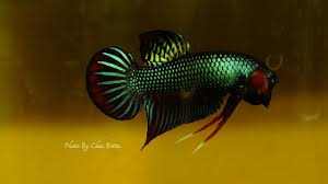 Original Wild Betta Imbellis Youtube