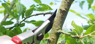 Image result for pruning plum trees