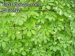 Image result for Ipomoea pes-tigridis