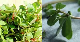 Weeds) are not so bad. Invasive Weed Actually A Miracle Plant