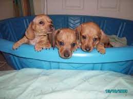 A miniature in dachshunds, according to akc, is a dog weighing under eleven pounds at one year of age. Dachshund Puppies In Tennessee