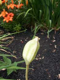 Tulip Seed Pod Tulip Seeds Seed Pods Bulbous Plants