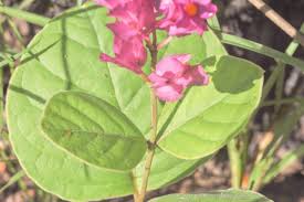 Image result for Nesaea erecta