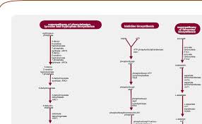 You Know You Want A Yeast Biochemical Pathways Wall Poster