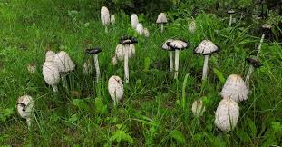 Image result for Coprinus comatus