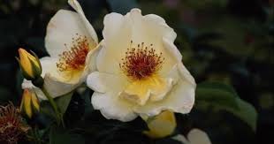 صورة وردة بيضاء اللون photo hd photo flowers plants