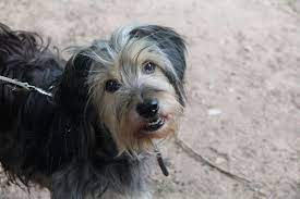 epingle par seconde chance sur septembre 2020 nos seniors en or adoptes chien races de chiens animaux