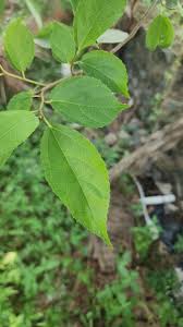 Image result for Ficus exasperata
